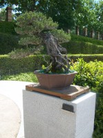 /album/danimayosinfojardin2/bonsai-pino-negro-japones-jpg-jpg/